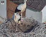 Capi_Dubne_20260728_072503.jpg