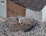 Capi_Dubne_20260728_073002.jpg