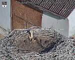 Capi_Dubne_20260728_073502.jpg