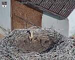 Capi_Dubne_20260728_075003.jpg