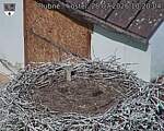 Capi_Dubne_20260728_102004.jpg