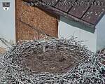 Capi_Dubne_20260728_103003.jpg
