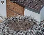 Capi_Dubne_20260728_103502.jpg