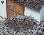 Capi_Dubne_20260728_104002.jpg