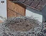 Capi_Dubne_20260728_120003.jpg