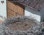 Capi_Dubne_20260728_130003.jpg