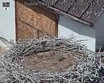 Capi_Dubne_20260728_131502.jpg