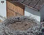 Capi_Dubne_20260728_133002.jpg