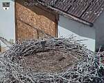 Capi_Dubne_20260728_133502.jpg