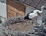 Capi_Dubne_20260728_144503.jpg