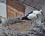 Capi_Dubne_20260728_145003.jpg
