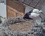 Capi_Dubne_20260728_145502.jpg