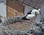 Capi_Dubne_20260728_150002.jpg