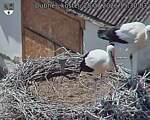Capi_Dubne_20260728_153003.jpg