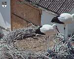 Capi_Dubne_20260728_153503.jpg