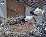 Capi_Dubne_20260728_154002.jpg
