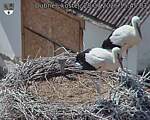 Capi_Dubne_20260728_154503.jpg