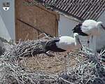 Capi_Dubne_20260728_155002.jpg