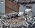 Capi_Dubne_20260728_161003.jpg