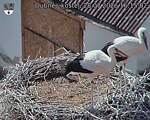 Capi_Dubne_20260728_161502.jpg