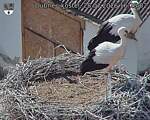Capi_Dubne_20260728_162502.jpg