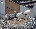 Capi_Dubne_20260728_165503.jpg