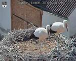 Capi_Dubne_20260728_170002.jpg