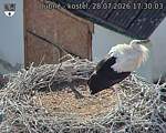 Capi_Dubne_20260728_173003.jpg