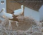 Capi_Dubne_20260728_202503.jpg