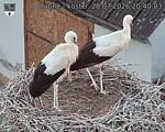 Capi_Dubne_20260728_204003.jpg
