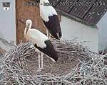 Capi_Dubne_20260728_205004.jpg