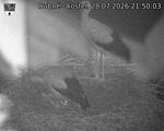 Capi_Dubne_20260728_215003.jpg