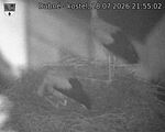 Capi_Dubne_20260728_215502.jpg