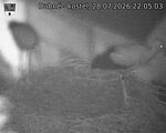Capi_Dubne_20260728_220503.jpg