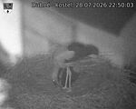 Capi_Dubne_20260728_225003.jpg