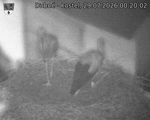 Capi_Dubne_20260729_002002.jpg (1350&nbsp;x&nbsp;1080)