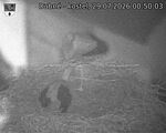 Capi_Dubne_20260729_005003.jpg