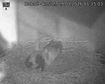 Capi_Dubne_20260729_011503.jpg