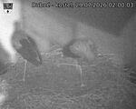 Capi_Dubne_20260729_020003.jpg