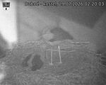 Capi_Dubne_20260729_022003.jpg