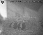 Capi_Dubne_20260729_023003.jpg