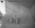 Capi_Dubne_20260729_024502.jpg