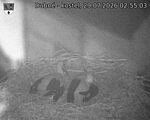 Capi_Dubne_20260729_025503.jpg