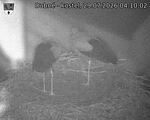 Capi_Dubne_20260729_041002.jpg