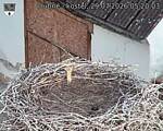 Capi_Dubne_20260729_052003.jpg