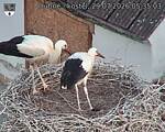 Capi_Dubne_20260729_053503.jpg