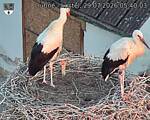 Capi_Dubne_20260729_054003.jpg