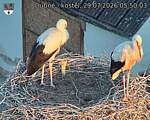 Capi_Dubne_20260729_055003.jpg