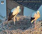 Capi_Dubne_20260729_055503.jpg