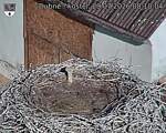 Capi_Dubne_20260729_081004.jpg